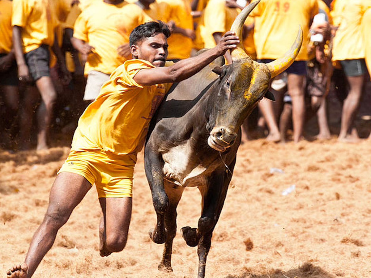 జల్లికట్టుకు తమిళనాడు ప్రభుత్వం అనుమతి