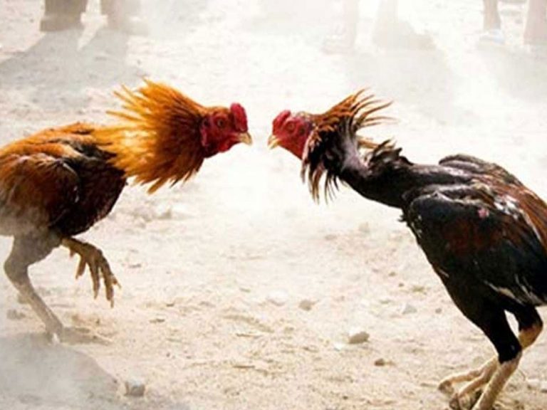 ఉభయ గోదావరి జిల్లాల్లో జోరుగా కోడి పందాలు..