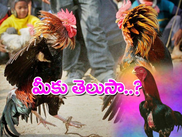 ‘పందెం కోళ్లు’ అని వేటిని అంటారో తెలుసా..?