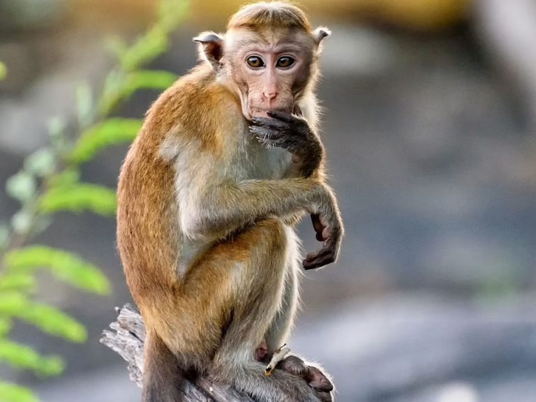 కర్ణాటకలో మళ్లీ కలకలం రేపుతున్న మంకీ ఫీవర్.. తొలి కేసు నమోదు