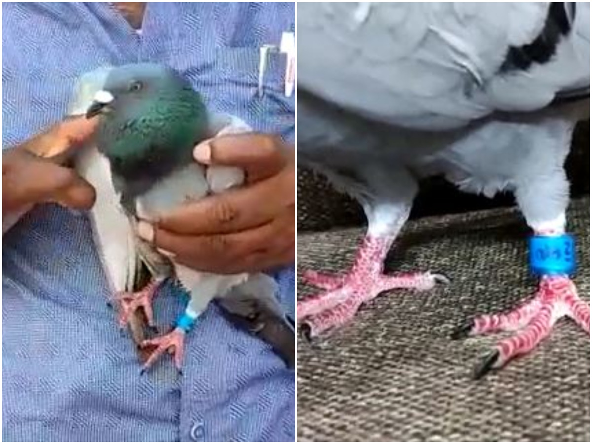 పోలీసుల అదుపులో పావురం.. ఎందుకంటే?