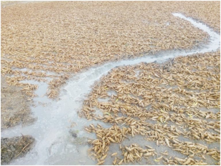 అకాల వర్షం…అన్నదాతకు అపారనష్టం