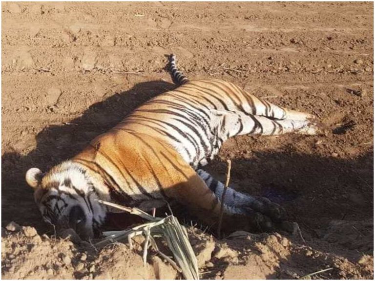 వేటగాళ్ళ దాహానికి బలవుతున్న వన్యప్రాణులు