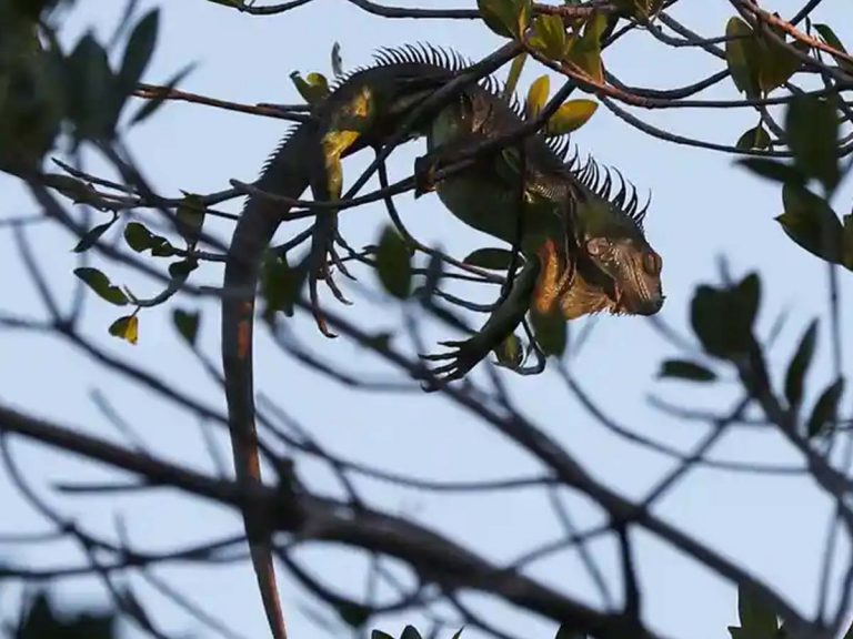 విచిత్రం:  అవి ప్రాణాల‌తో ఉన్నా చ‌నిపోయిన‌ట్లుగా ప‌డిపోతున్నాయి.. కార‌ణం ఇదే…