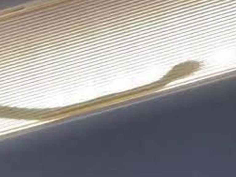 Snake in Flight:  విమానంలో పాము… ప్రాణాల‌ను అర‌చేతిలో పెట్టుకొని…