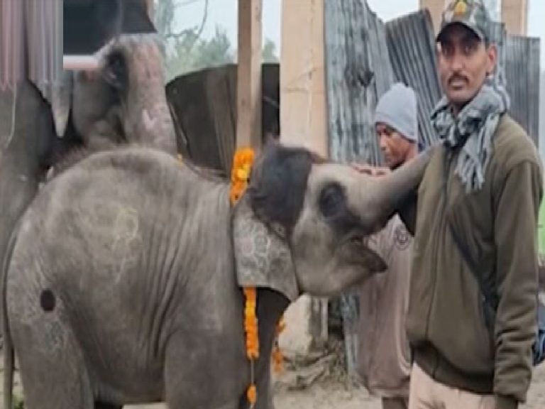 వైర‌ల్‌:  యూపీలో ఏనుగుకు జ‌న్మ‌దిన వేడుక‌లు… ఫారెస్ట్ అధికారుల సంబ‌రాలు…