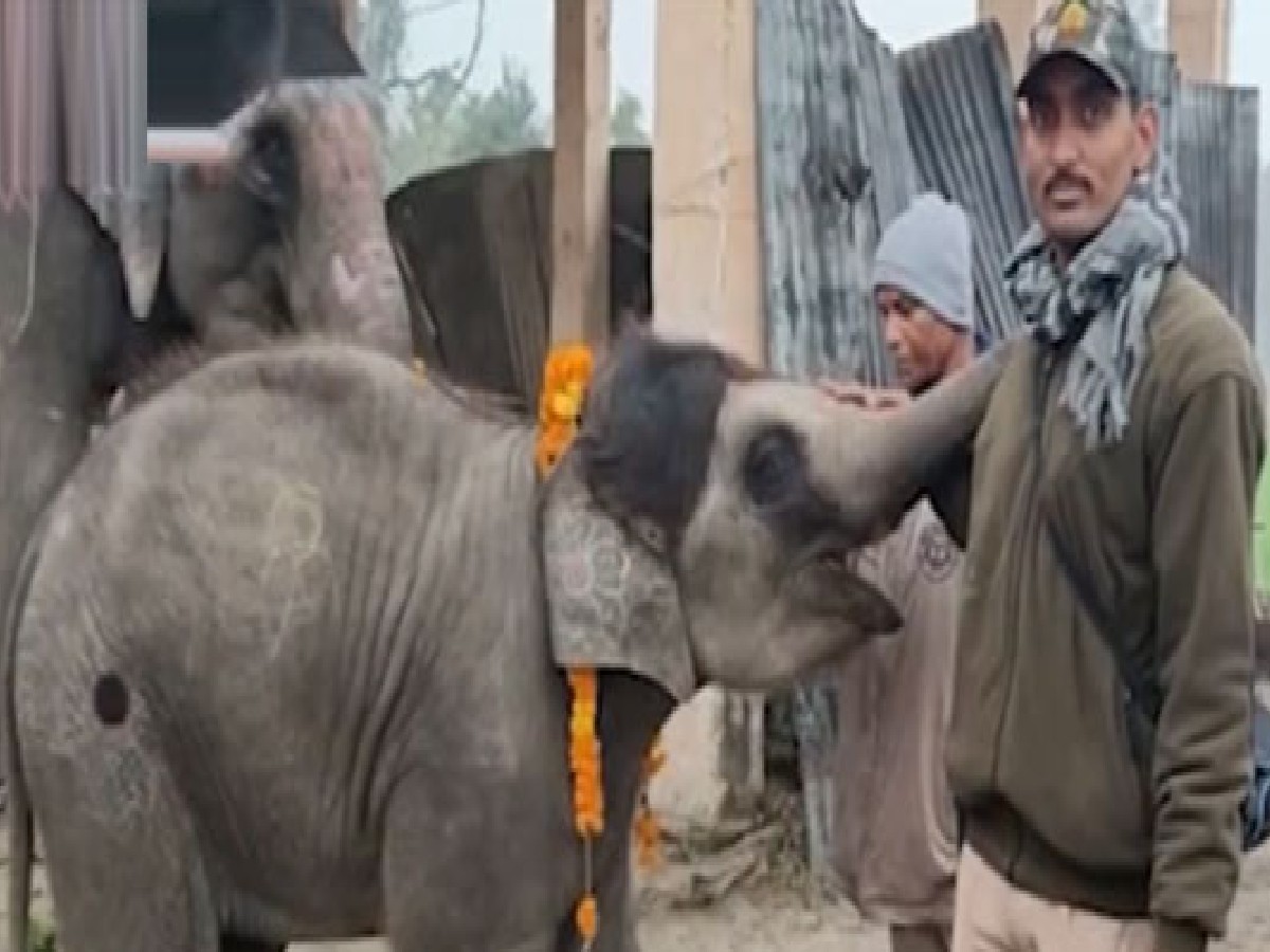 వైర‌ల్‌:  యూపీలో ఏనుగుకు జ‌న్మ‌దిన వేడుక‌లు… ఫారెస్ట్ అధికారుల సంబ‌రాలు…