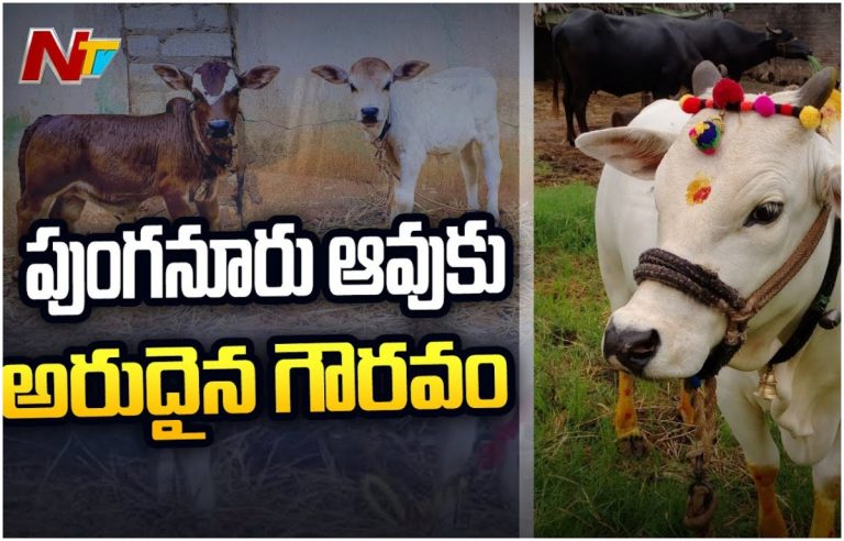 Punganur Cow:పుంగనూరు జాతి ఆవుకి అరుదైన గౌరవం