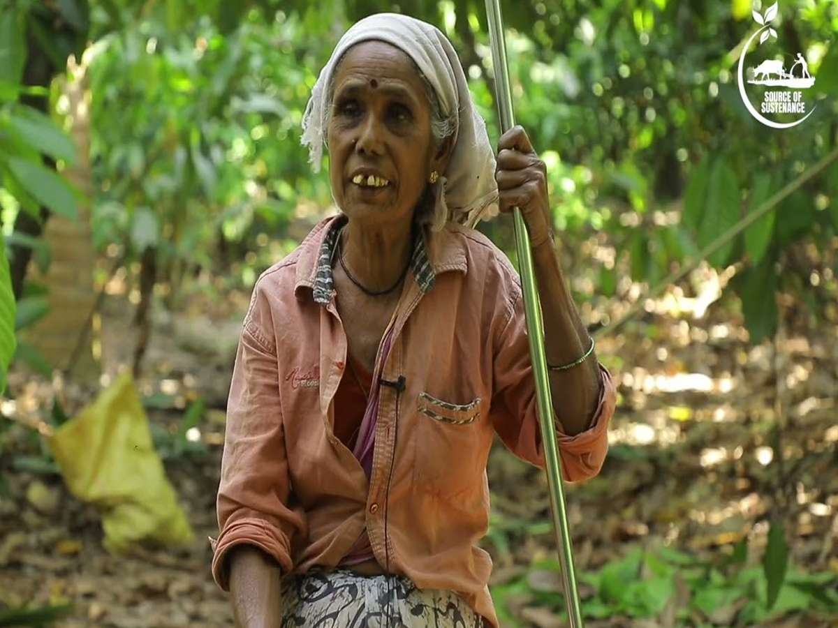 Cocoa Cultivation: కాసులు కురిపిస్తోన్న కోకో.. ఆ రైతు అనుభవం..