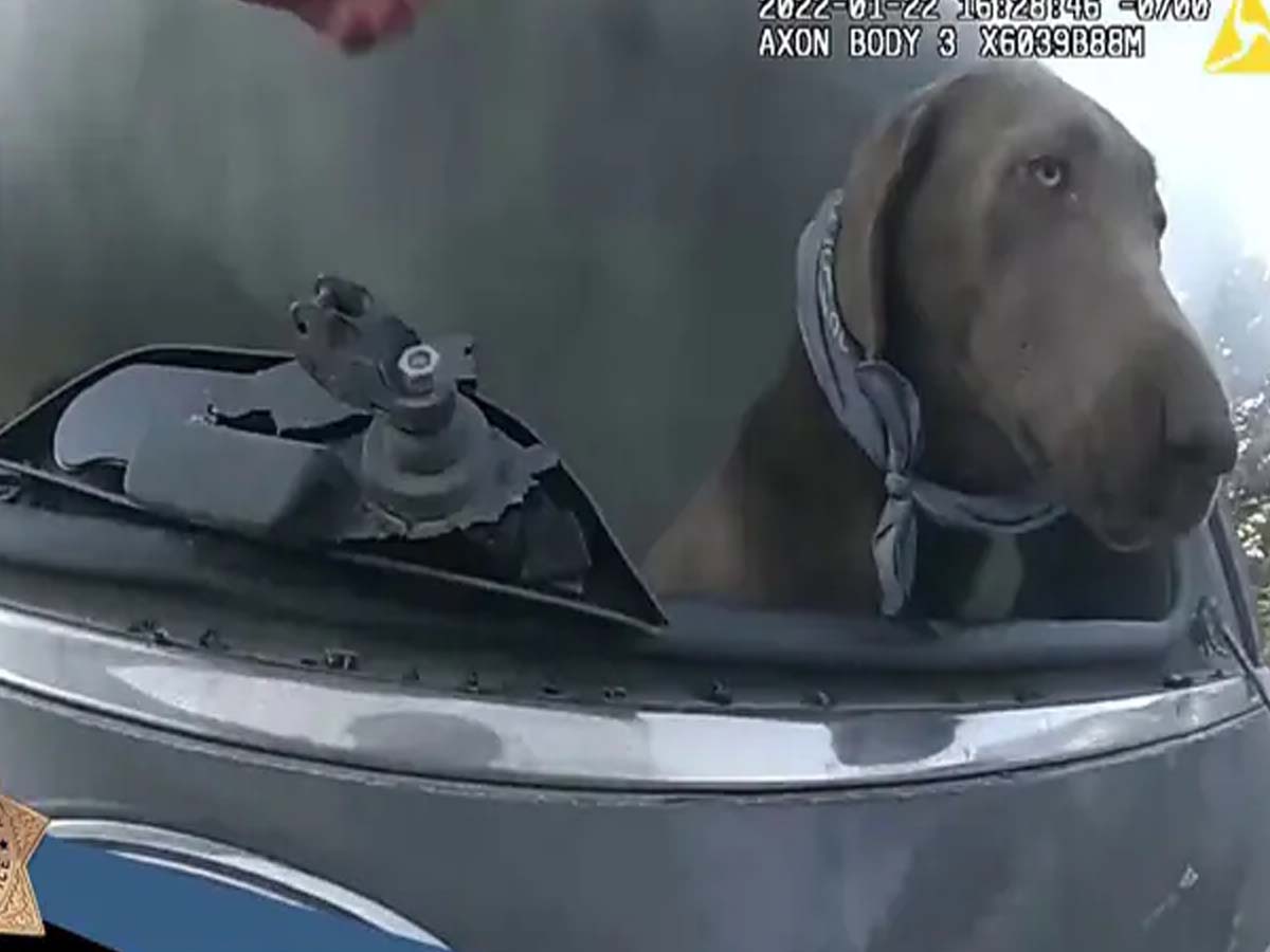 వైర‌ల్‌: ప్రాణాల‌కు తెగించి శున‌కాన్ని కాపాడిన పోలీస్‌…శ‌భాష్ అంటున్న నెటిజ‌న్లు…