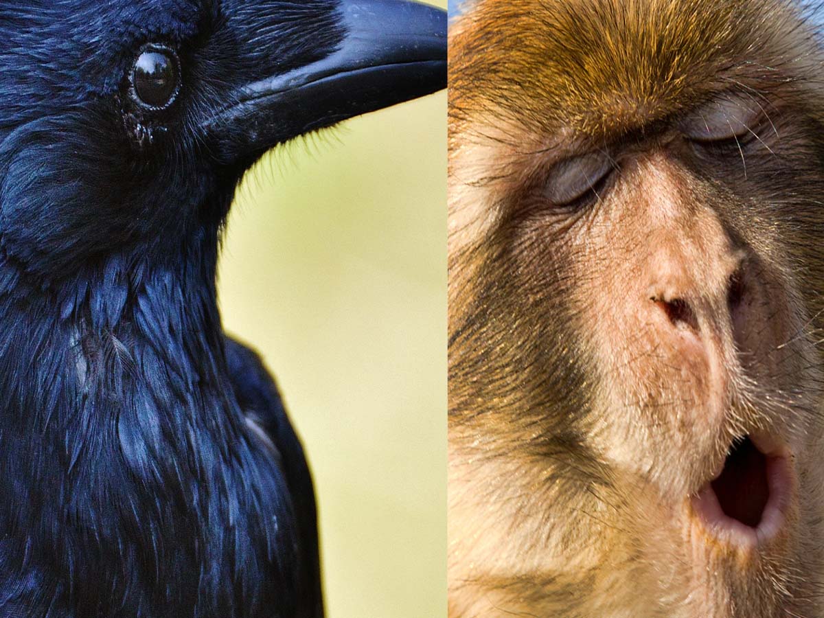 Shocking Revenge :  కోతిపై ప‌గ‌ప‌ట్టిన  ఆ కాకులు… ఏం చేశాయంటే…