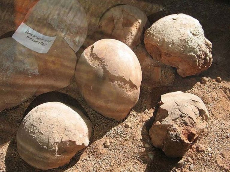Dinosaur Eggs:  మ‌ధ్య‌ప్ర‌దేశ్‌లో బ‌య‌ట‌ప‌డిన డైనోసార్ గుడ్లు… ఒక్కొక్క‌టీ…