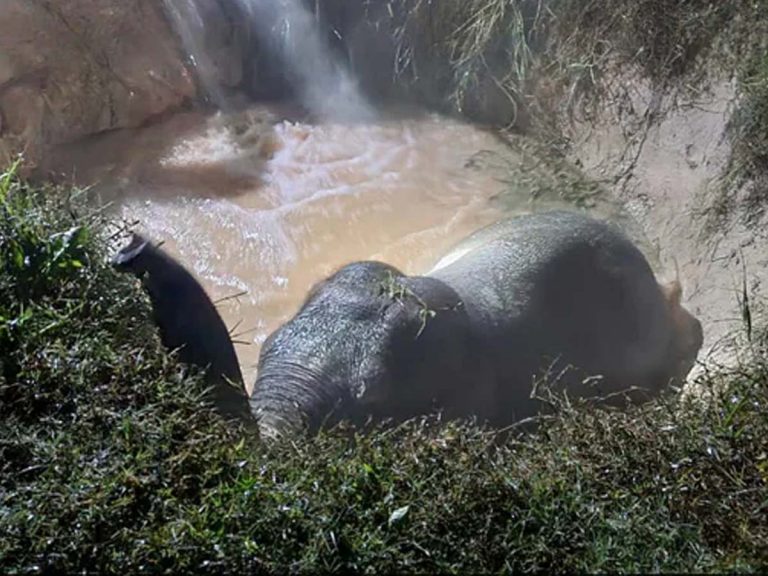 Elephant:  ఏనుగును ర‌క్షించిన అర్కిమెడీస్ సూత్రం…