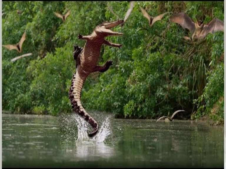 Crocodile Flying:  మొస‌లి చేప‌లా ఎగ‌ర‌డం ఎప్పుడైనా చూశారా…!!