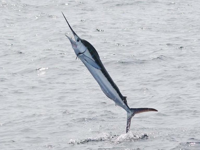 విశాఖ తీరంలో మ‌నుషుల్ని వేటాడే చేప‌లు…