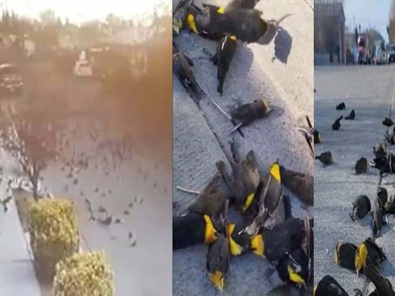 Bizarre Footage:  వంద‌లాది ప‌క్షుల ఆత్మ‌హత్య‌… భ‌య‌పెడుతున్న దృశ్యాలు…