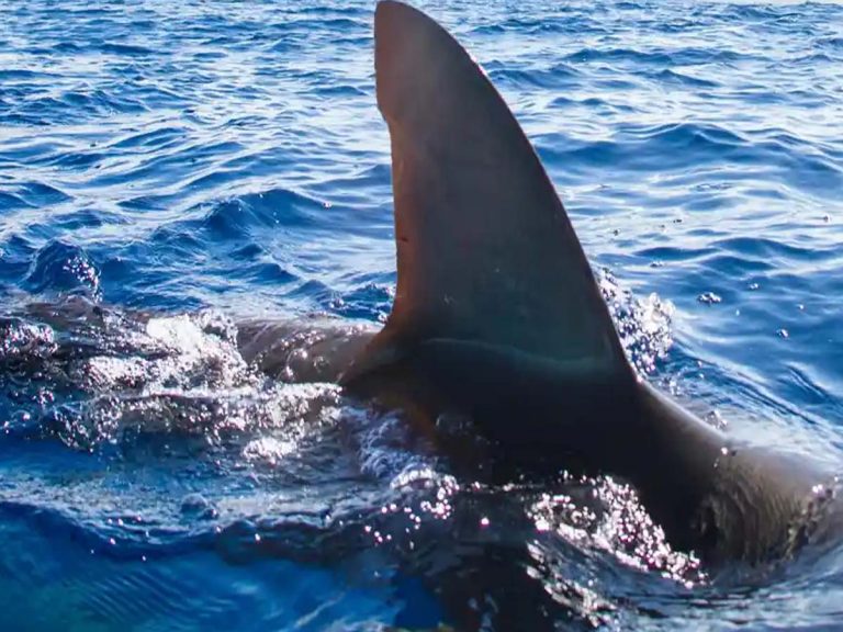 Shark Fight:  షార్క్‌తో మ‌హిళ భీక‌ర పోరాటం… చివ‌ర‌కు…