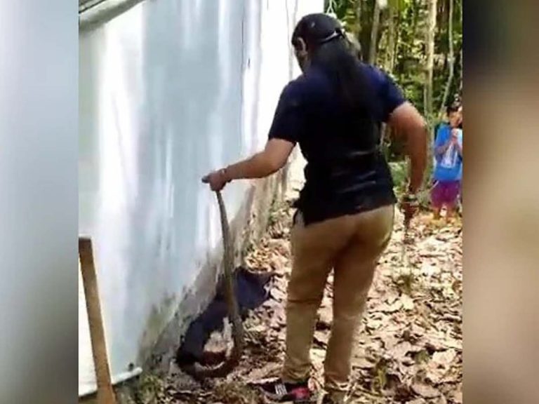 వైర‌ల్‌: ఆమె ధైర్యానికి సోష‌ల్ మీడియా ఫిదా… కోబ్రాను ఇలా ప‌ట్టుకొని…