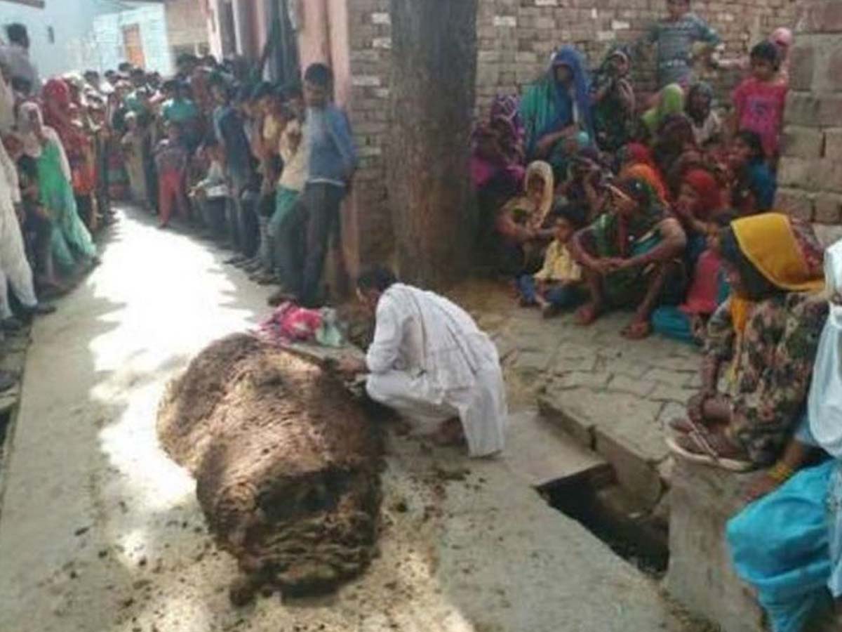 Viral:  పాము కాటుకు ఆవు పేడ‌తో వైద్యం… విక‌టించ‌డంతో…