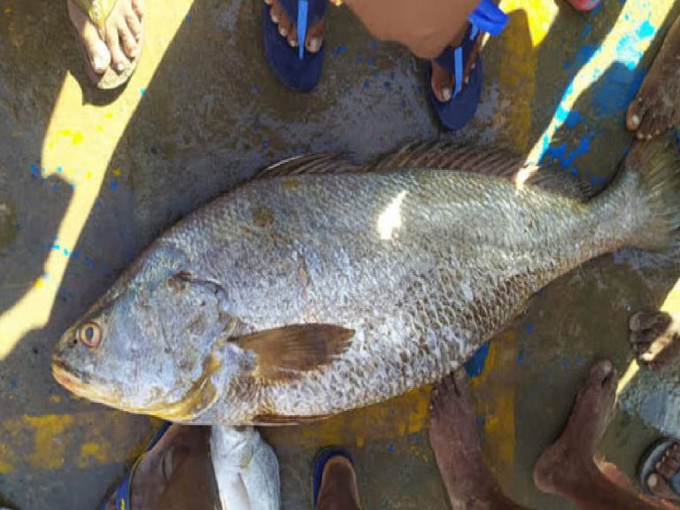 మ‌త్స్య‌కారుడిని ల‌క్షాధికారిని చేసిన ఆ చేప‌…