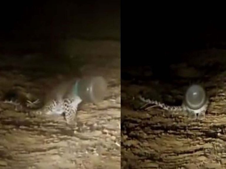 Leopard:  ఎర‌క్క‌పోయి వ‌చ్చి ఇరుక్కుపోయింది… త‌ల బ‌య‌ట‌కు రాక‌…