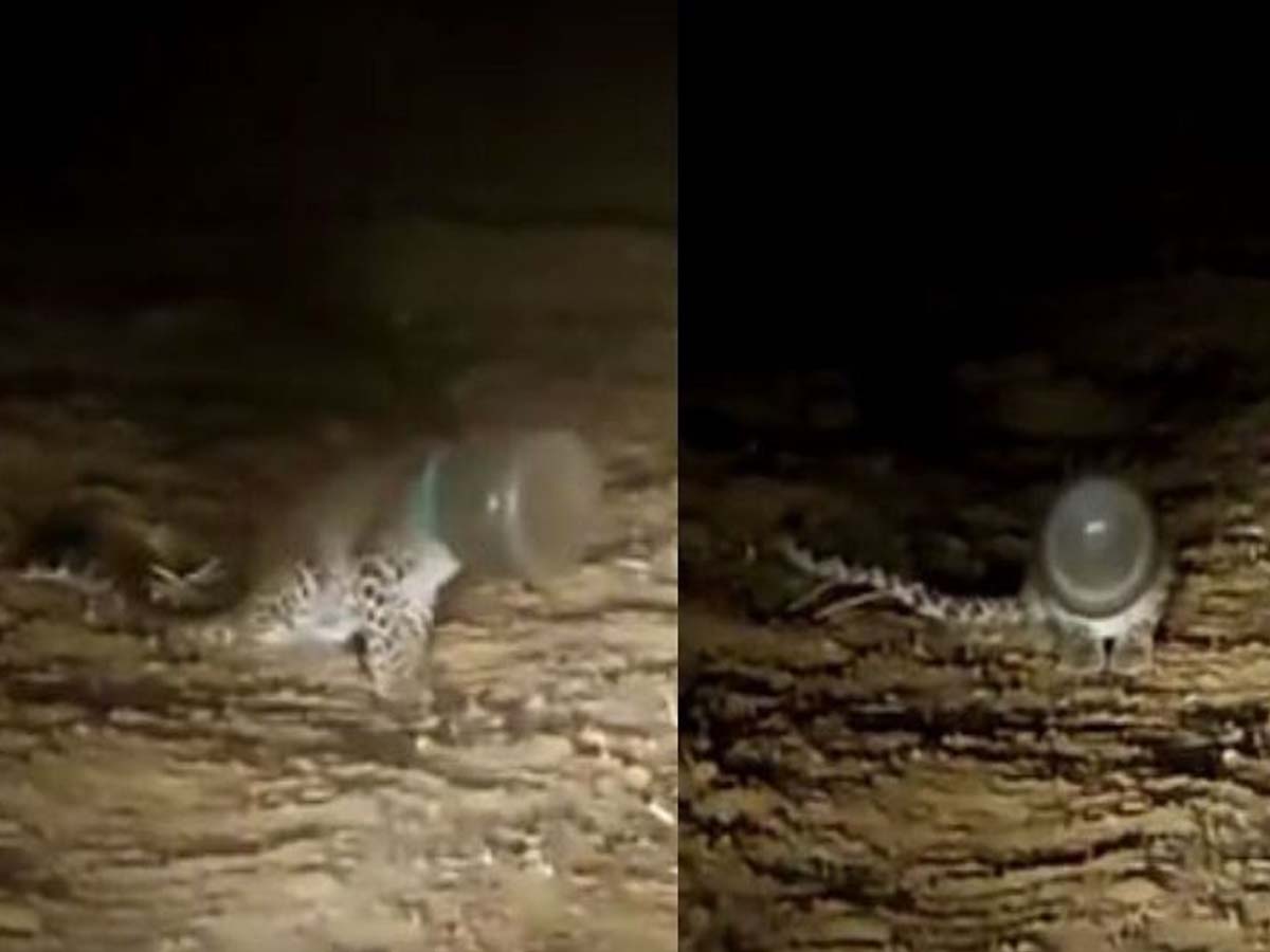 Leopard:  ఎర‌క్క‌పోయి వ‌చ్చి ఇరుక్కుపోయింది… త‌ల బ‌య‌ట‌కు రాక‌…