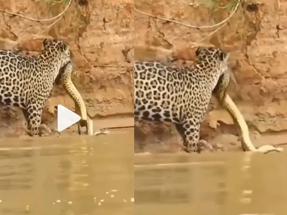 Viral:  పైథాన్  వ‌ర్సెస్ చిరుత‌… విజ‌యం ఎవ‌రిదంటే…