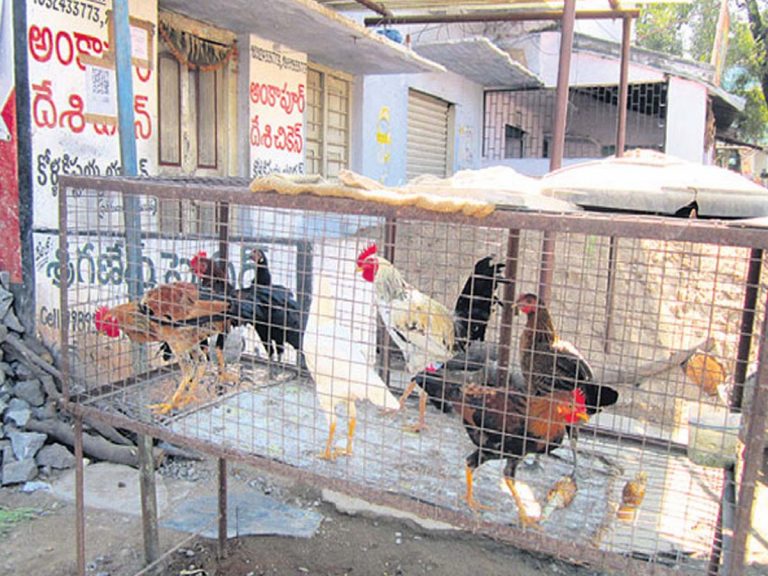 Chicken:  భారీగా పెరిగిన నాటుకోడి ధ‌ర‌లు… పెరిగిన ఆర్డ‌ర్లు…
