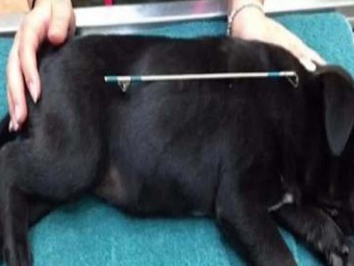 Strange Dog:  కుక్క‌క‌డుపులో గోల్ఫ్ బాల్స్‌… షాకైన వైద్యులు…