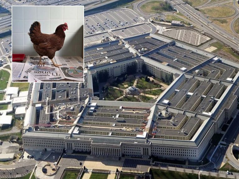 అనుమానాస్ప‌దంగా తిరిగిన కోడి.. అరెస్ట్ చేసిన పోలీసులు..