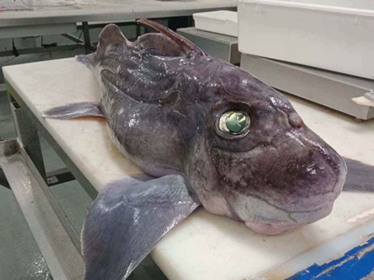 Rare Ghost:  శాస్త్ర‌వేత్త‌ల‌ను భ‌య‌పెట్టిన వింత జంతువు…