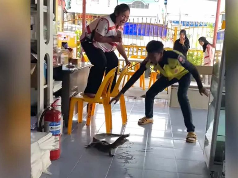 Monitor Lizard: ఆ బ‌ల్లిని చూసి యువ‌తి కుర్చీ ఎక్కేసింది… చివ‌ర‌కు…