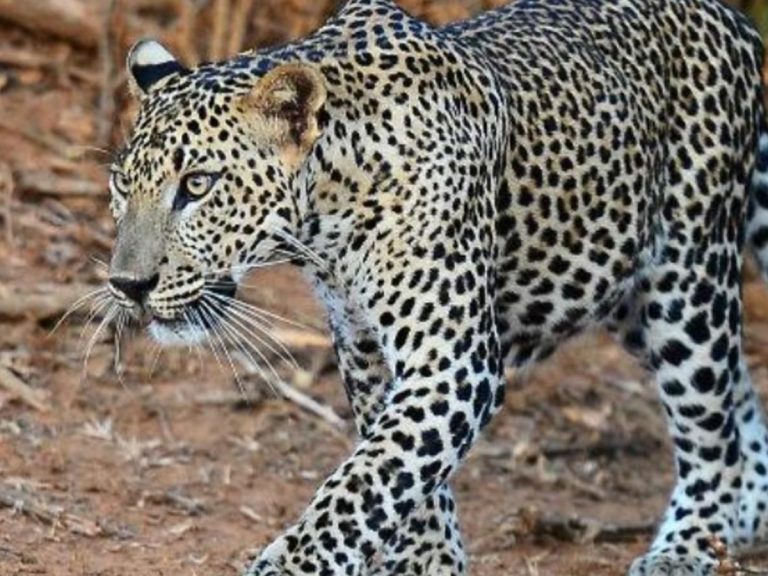 కూతురికోసం చిరుత‌తో ఫైటింగ్ చేసిన మ‌హిళ‌…