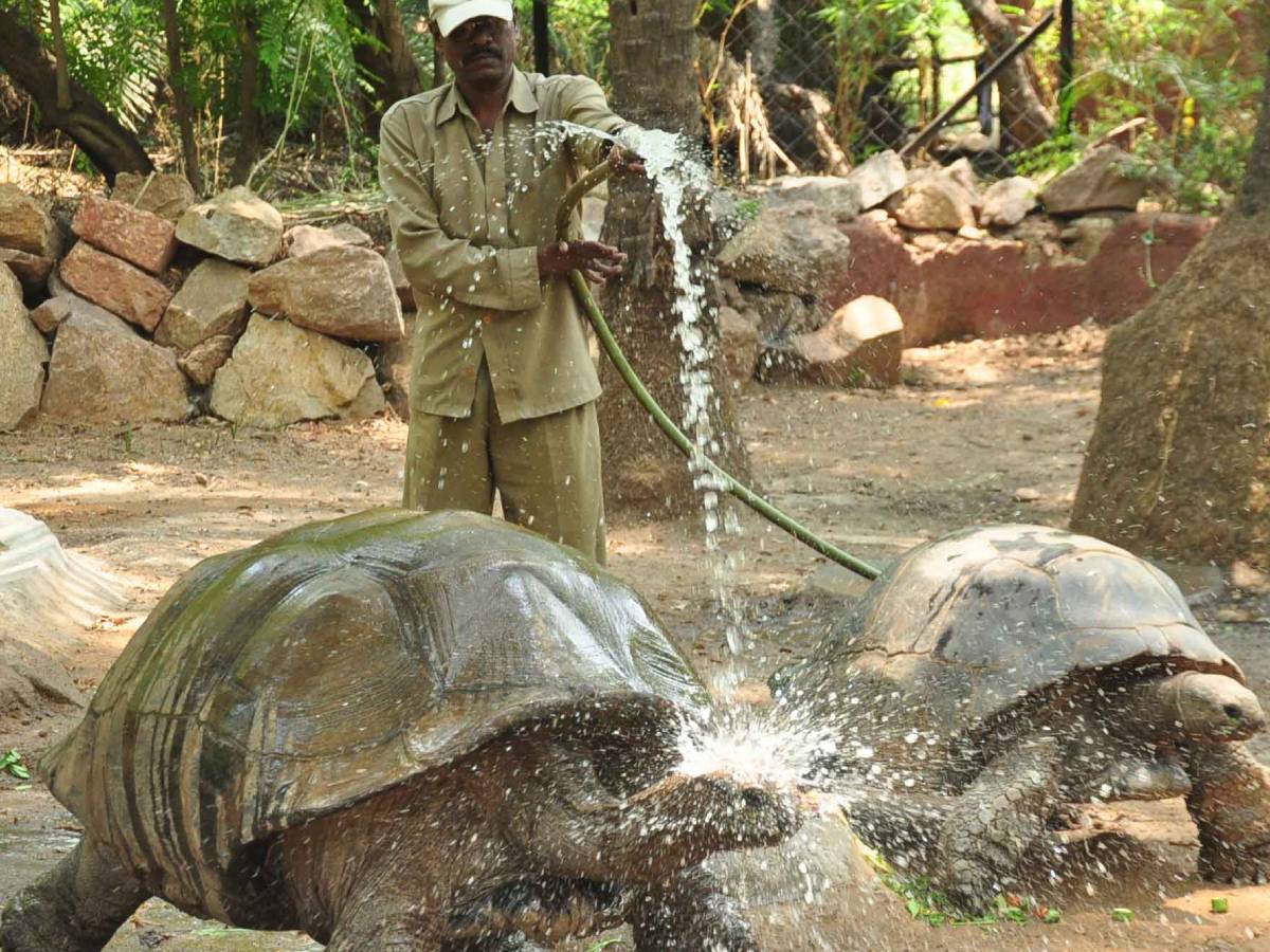 నెహ్రు జూలాజికల్ పార్క్ లో కోవిడ్‌పై నిఘా