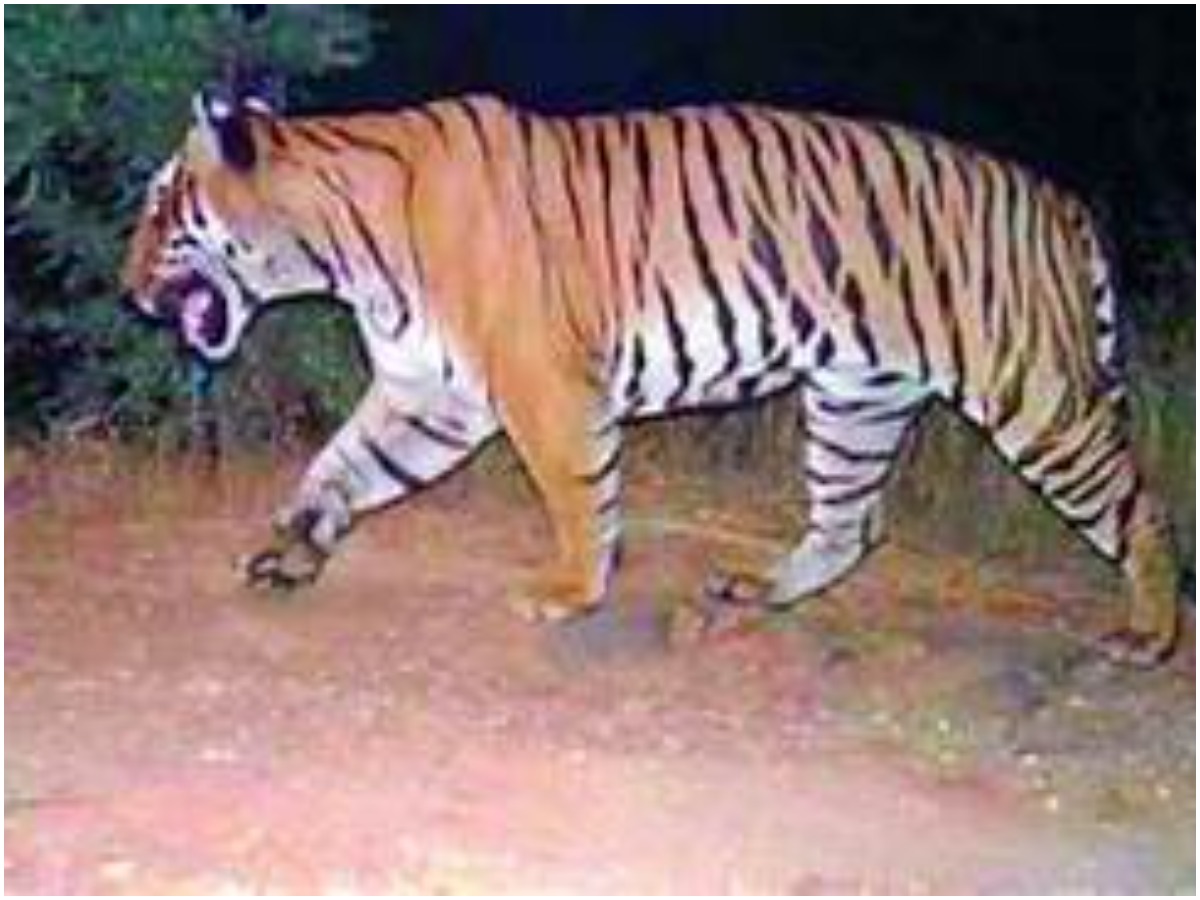 Tiger Hulchul: ప్రత్తిపాడు మండలంలో పులి సంచారం
