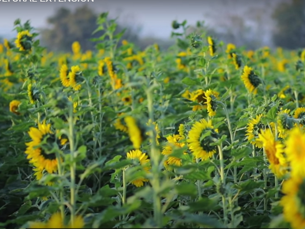 AGRICULTURAL EXTENSION : ఆరుతడి పంటల అద్భుతం..