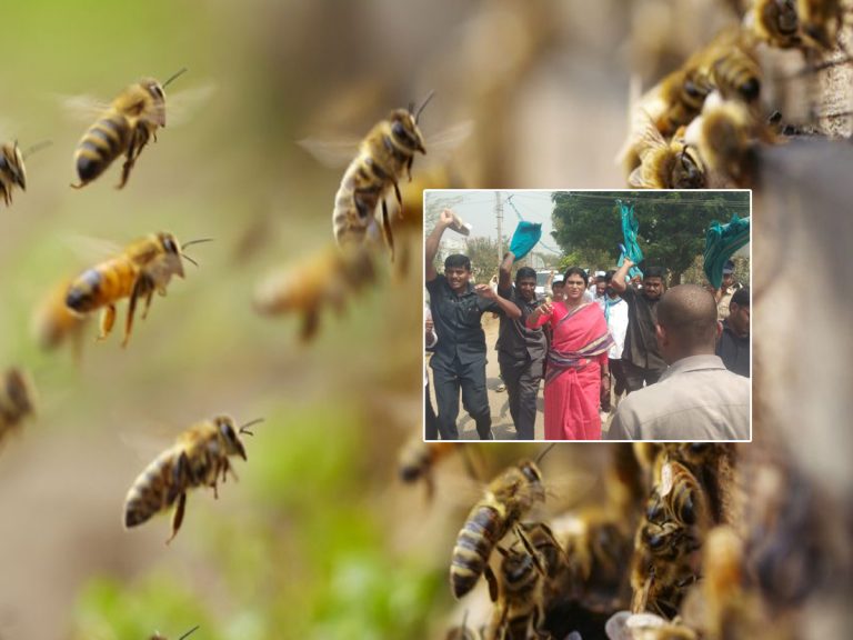 YS Sharmila Padayatra: షర్మిల టీమ్‌పై తేనెటీగల దాడి..