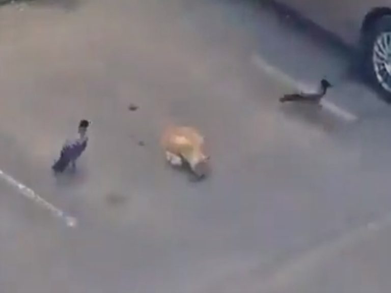 Viral Video: కాకులను చూసి నేర్చుకోవాలి.. మహీంద్రా గ్రూప్ ఛైర్మన్ ట్వీట్ వైరల్