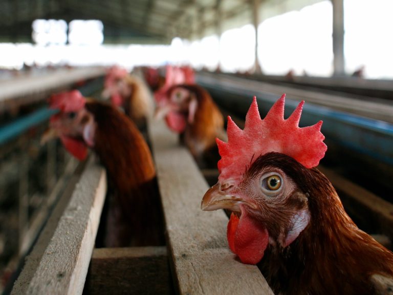 Chicken Prices: నాన్ వెజ్ ప్రియులకు షాక్.. భారీగా పెరిగిన చికెన్ ధరలు