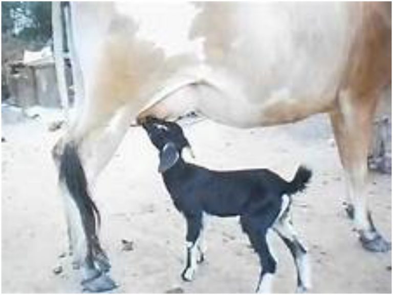 Viral News: మేకపిల్లకు పాలు పడుతున్న ఆవు