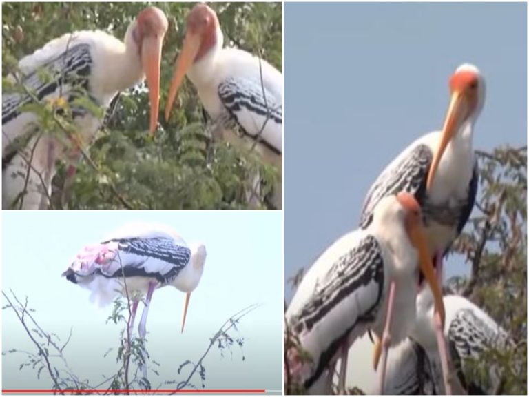 No Foreign Birds : విదేశీ అతిథులకు ఇక సెలవు!