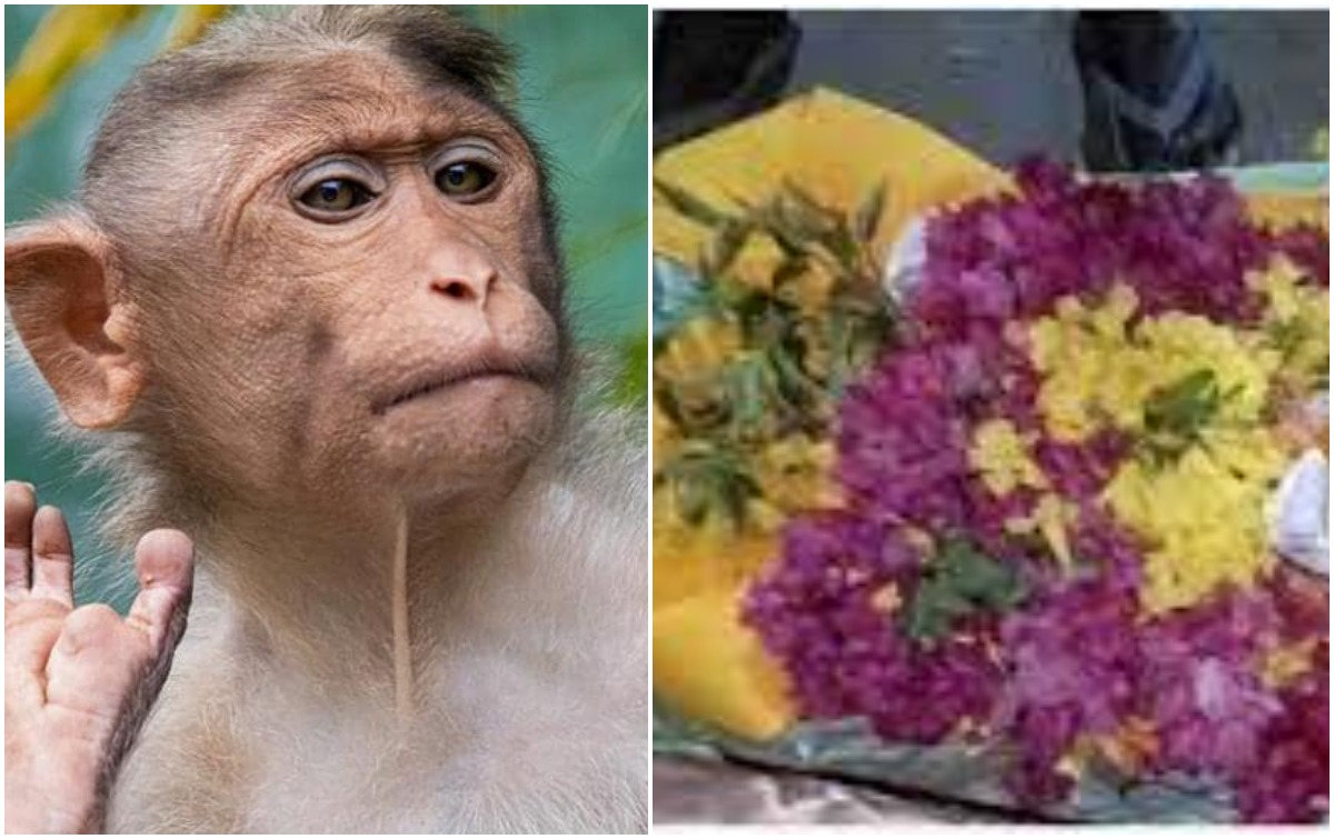 Last Rites: వానరానికి అంతిమ సంస్కారాలు