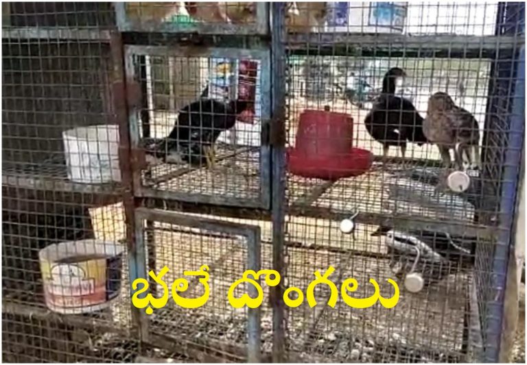 Chicken Price Effect: బైక్ పై వచ్చి కోళ్ళు కొట్టేశారు