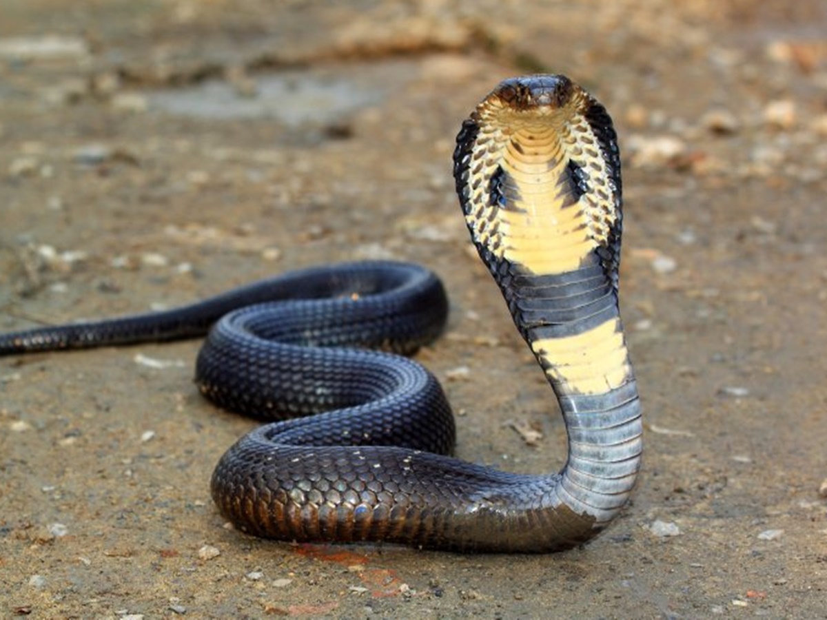 Snake Bite: కుటుంబానికి పాము గండం.. 45 రోజుల్లో ఆరుసార్లు పాముకాటు