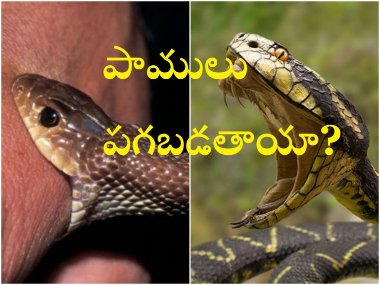 Snakes Revenge: ఒకే కుటుంబంపై పాముల పగ.. ఎన్నిసార్లు కాటేశాయంటే?