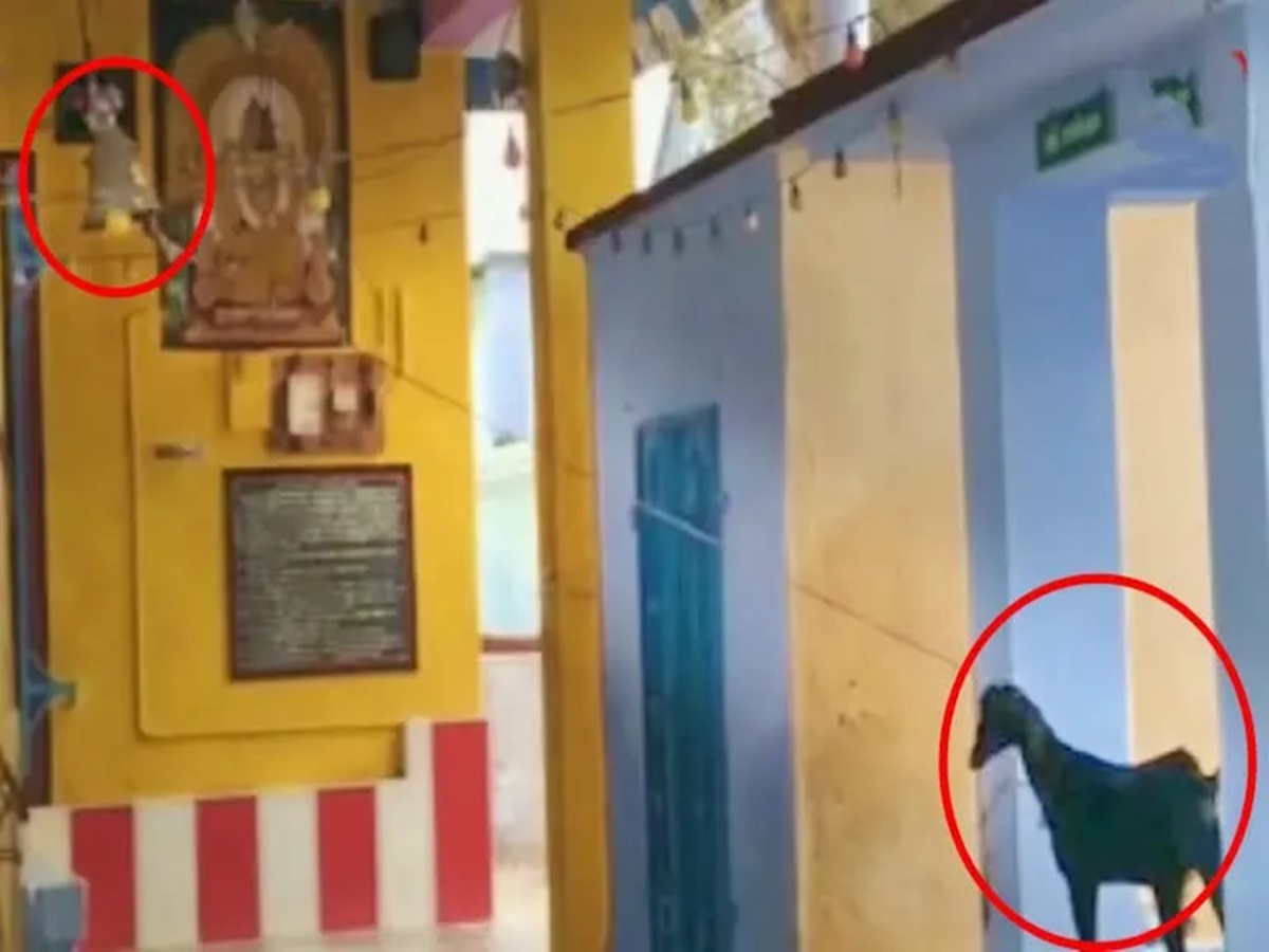 Viral News: అక్కడి ఆలయంలో రోజూ గంట కొడుతున్న మేక