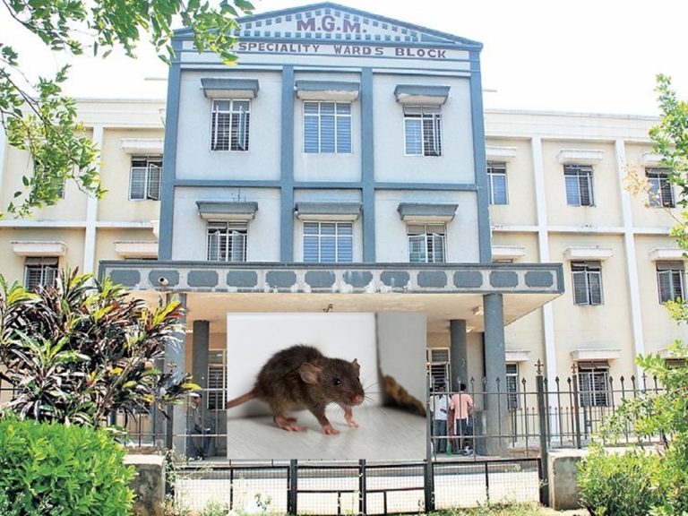 Warangal MGM: ఐసీయూలో రోగిని కొరికిన ఎలుకలు.. మంత్రి హరీష్‌రావు సీరియస్