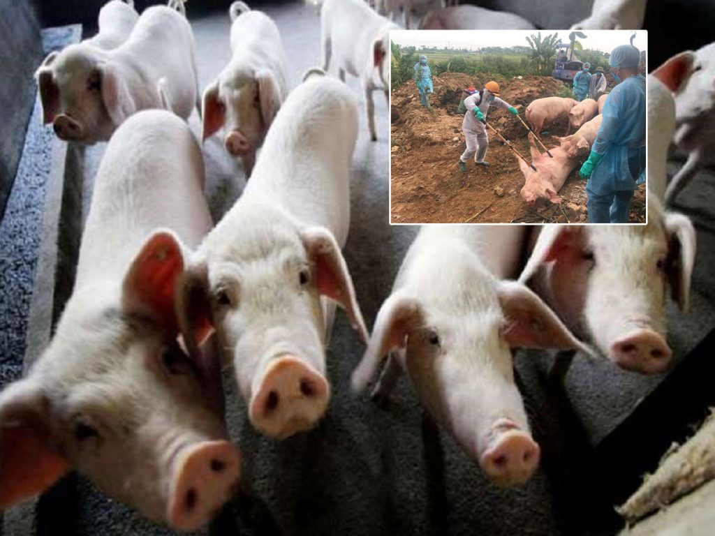 African Swine Fever