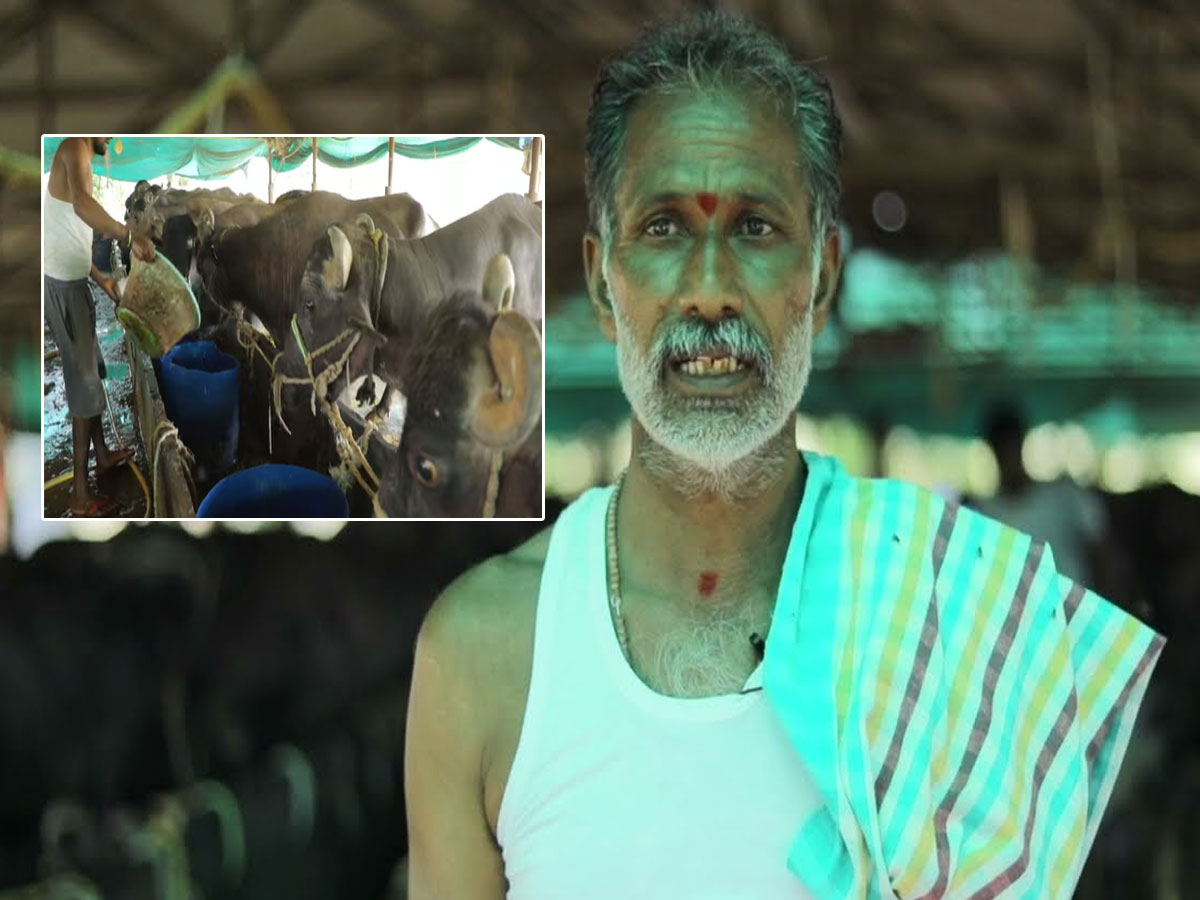 DAIRY FARMING: డైరీలో ఒక రోజు