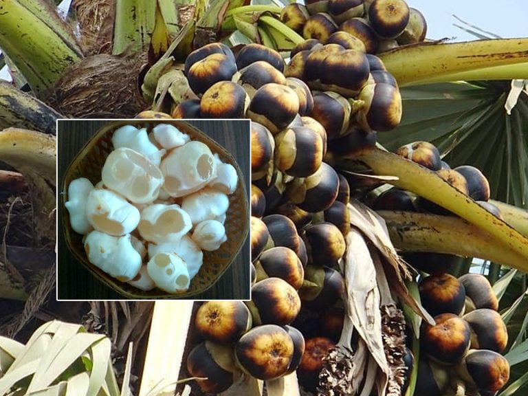 Palmyra Fruit: తాటి ముంజలు వల్ల ఇన్ని లాభాలా..!